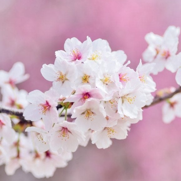 floweryoshi